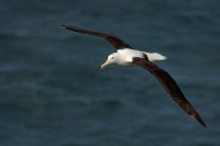 Albatros Sanforduv - Diomedea sanfordi - Northern Royal Albatros_7657